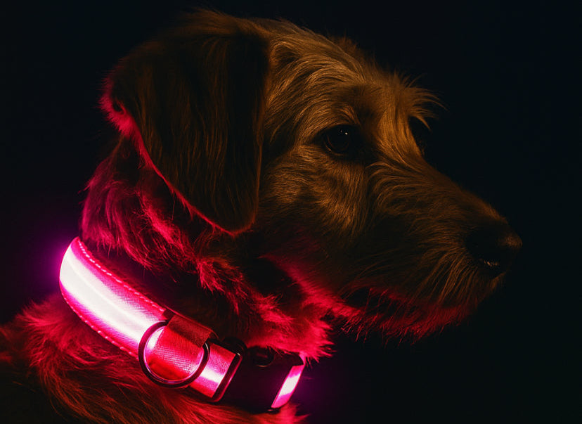LED Nylon Dog Leash & Collar Set - Night Safety